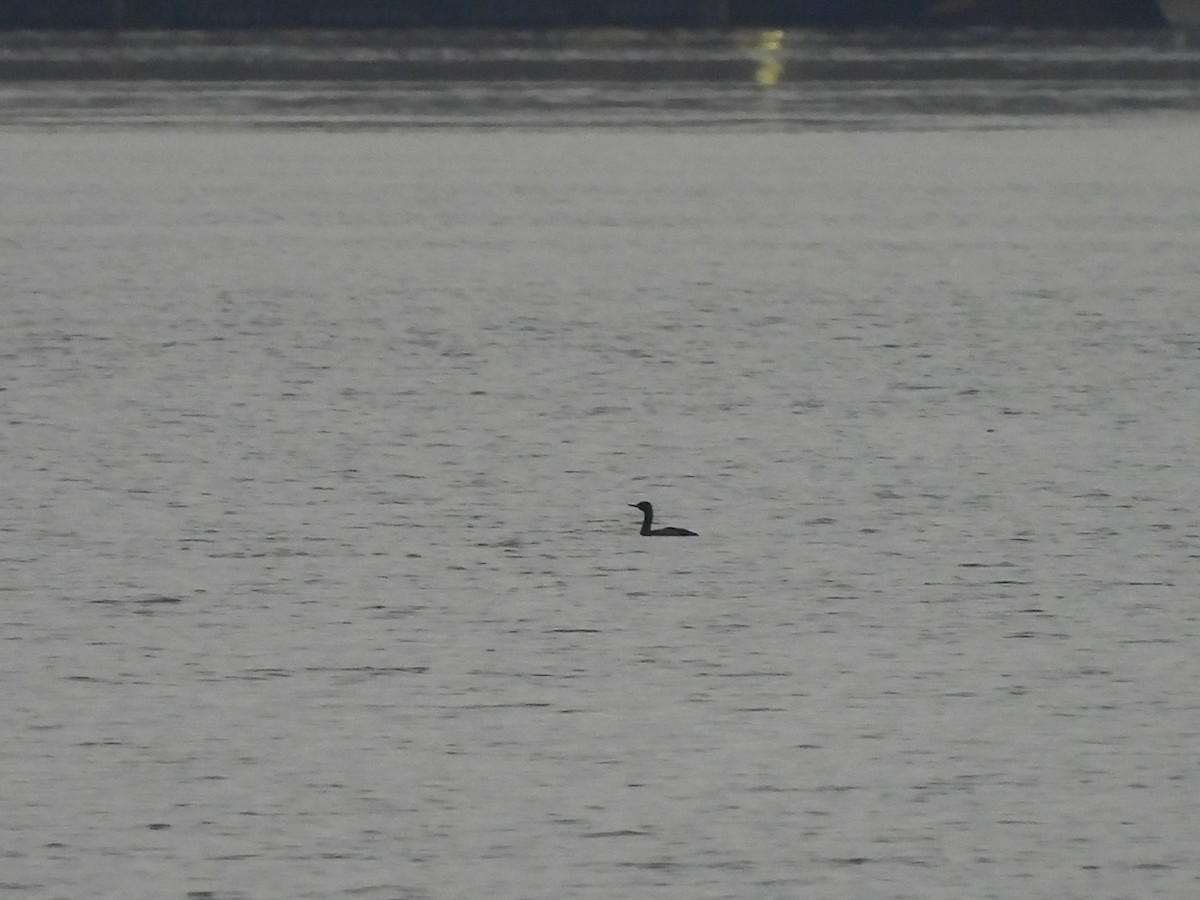 Pelagic Cormorant - ML646770190