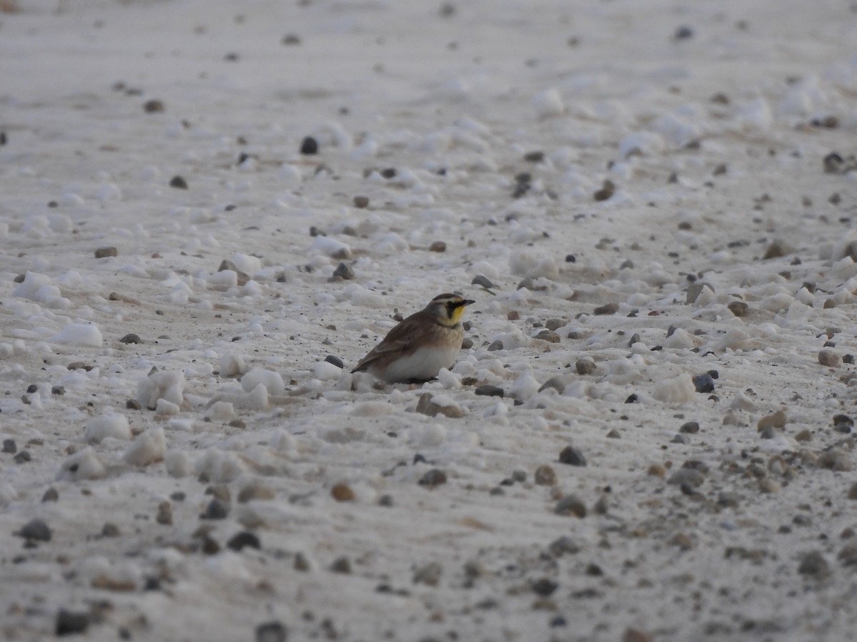 Жайворонок рогатий - ML646770191