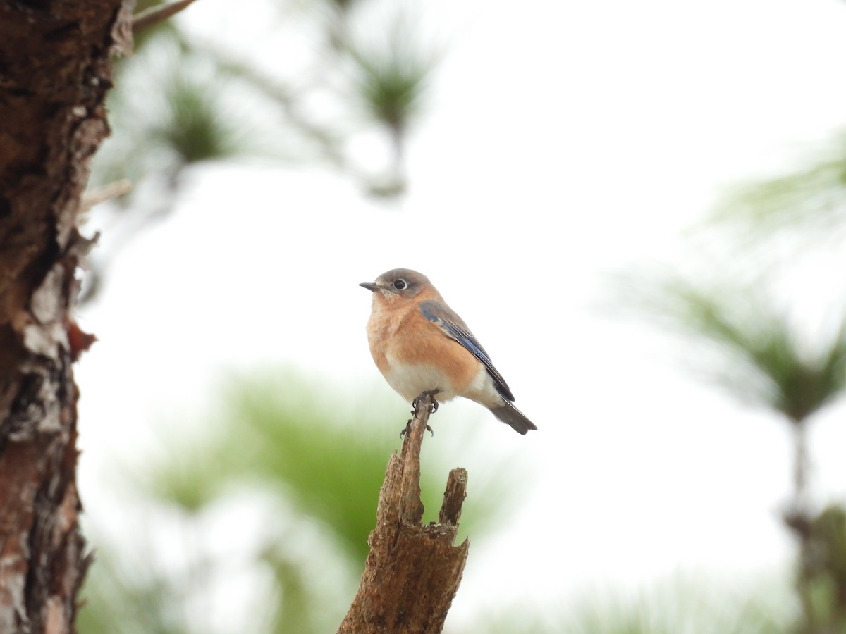 Eastern Bluebird - ML646770192