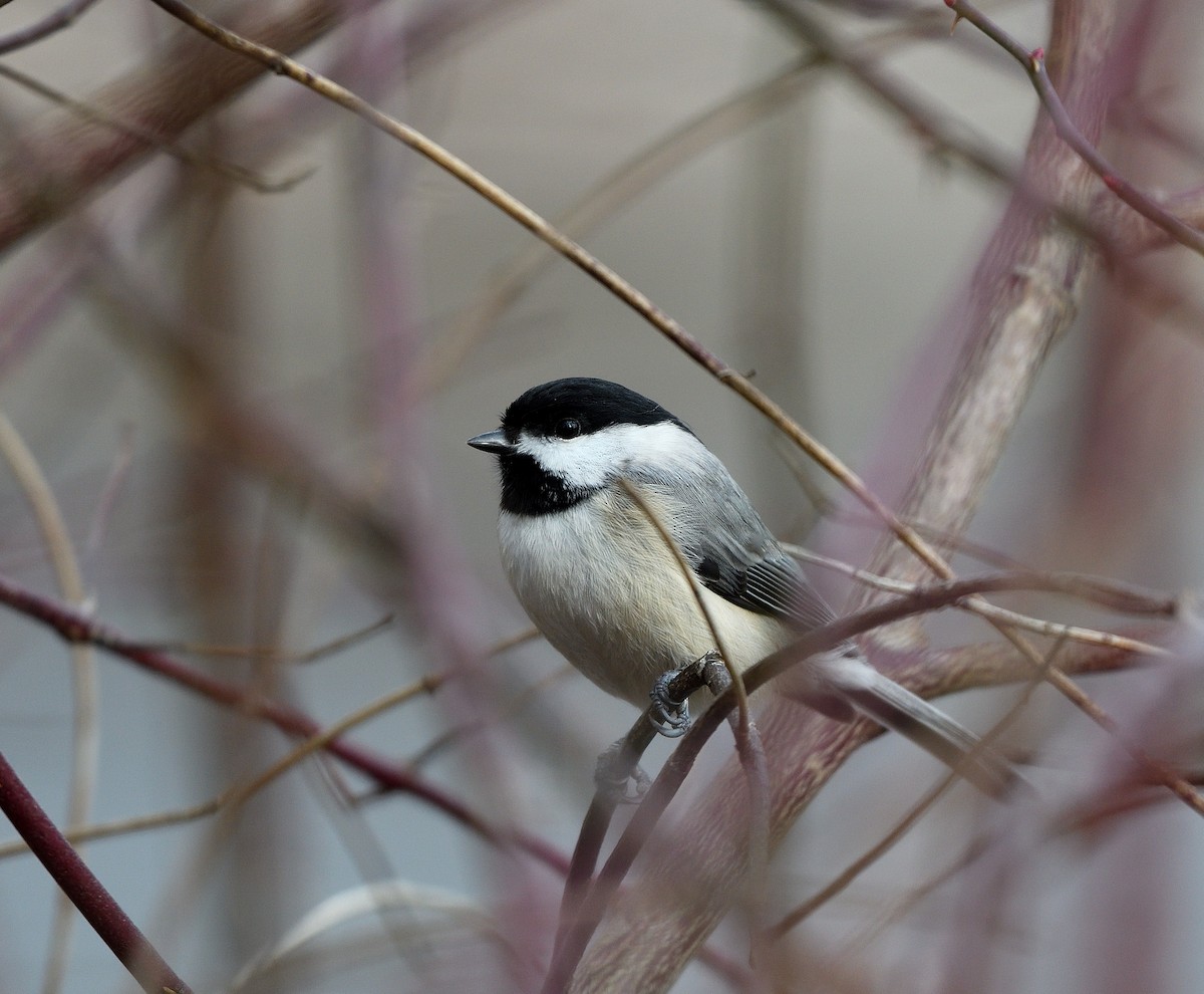 Mésange de Caroline - ML646770194