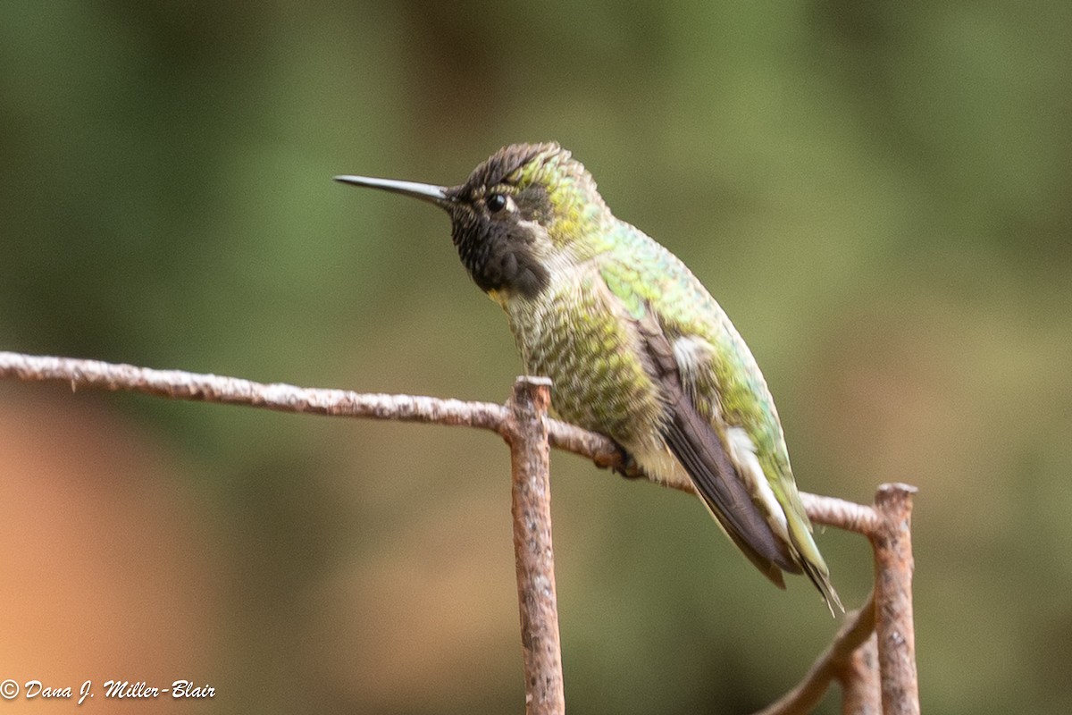 kalypta růžovohlavá - ML646770195