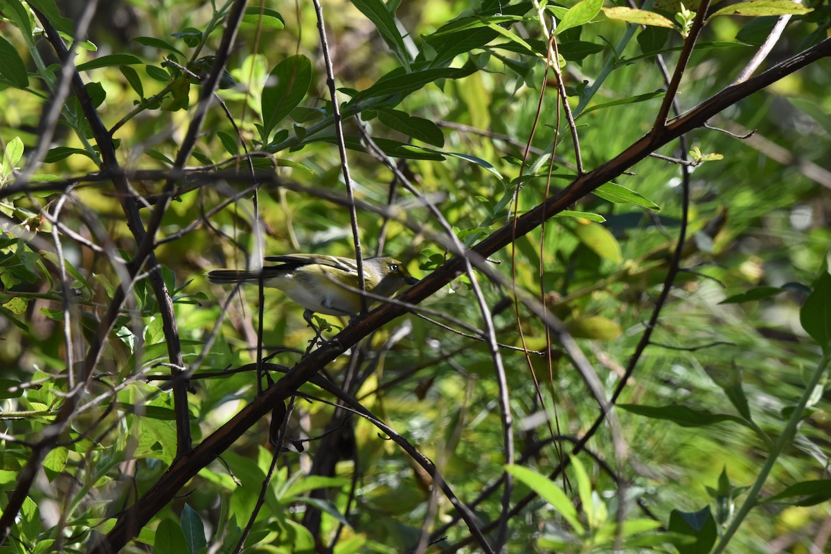 ויראו לבן-עין - ML646770196