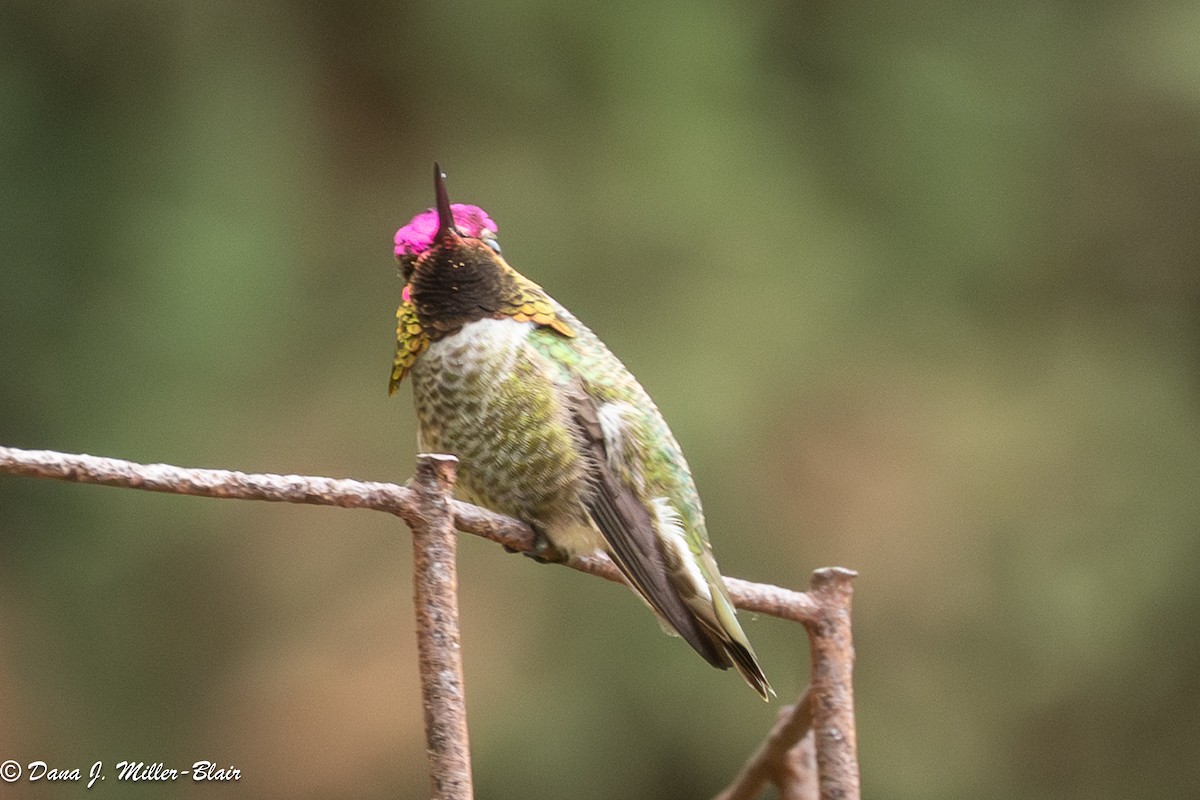 kalypta růžovohlavá - ML646770198