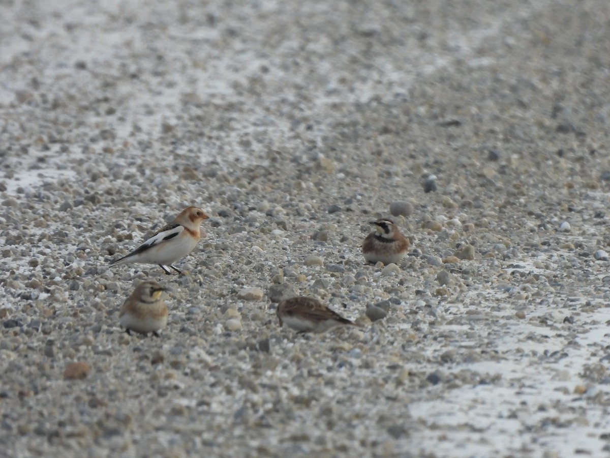 Пуночка снігова - ML646770201