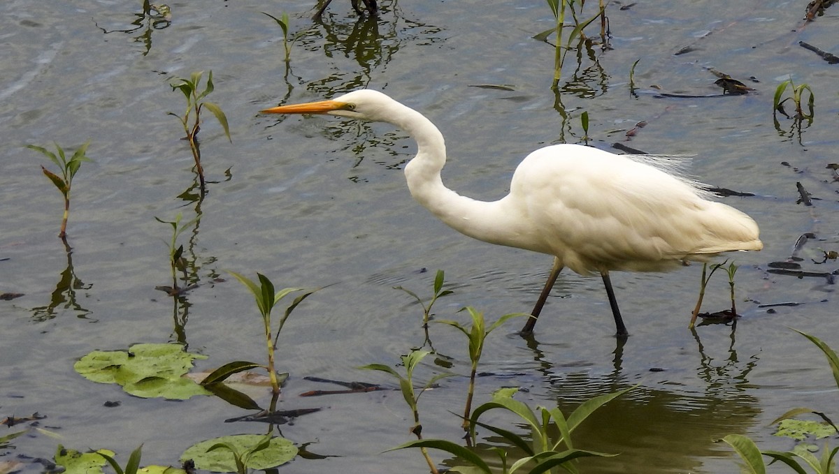 Чапля велика - ML646770203