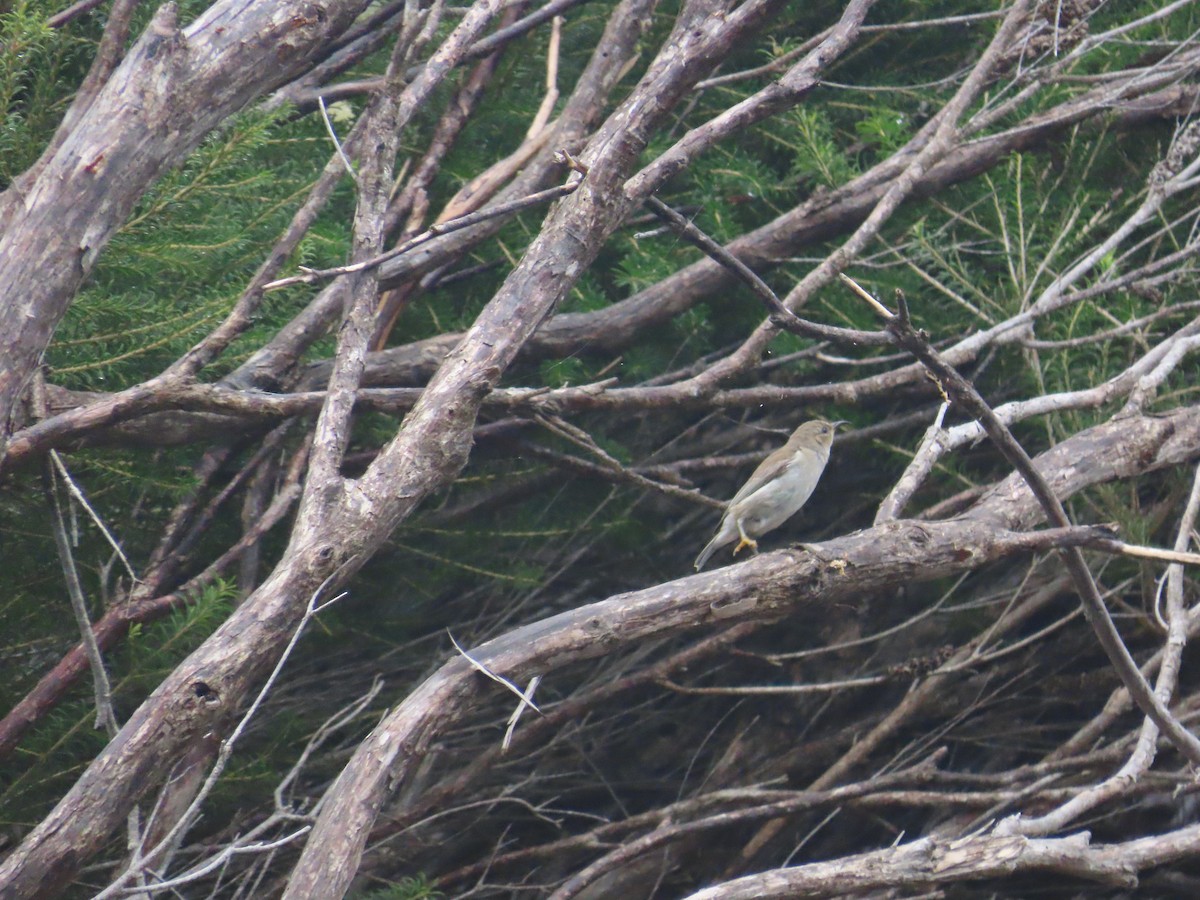 クレナイミツスイ - ML646770205