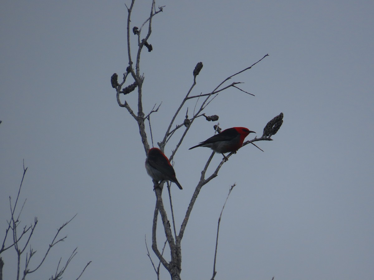 クレナイミツスイ - ML646770206