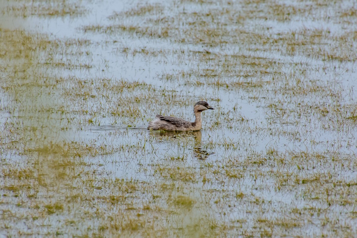 Zampullín Canoso - ML646770209