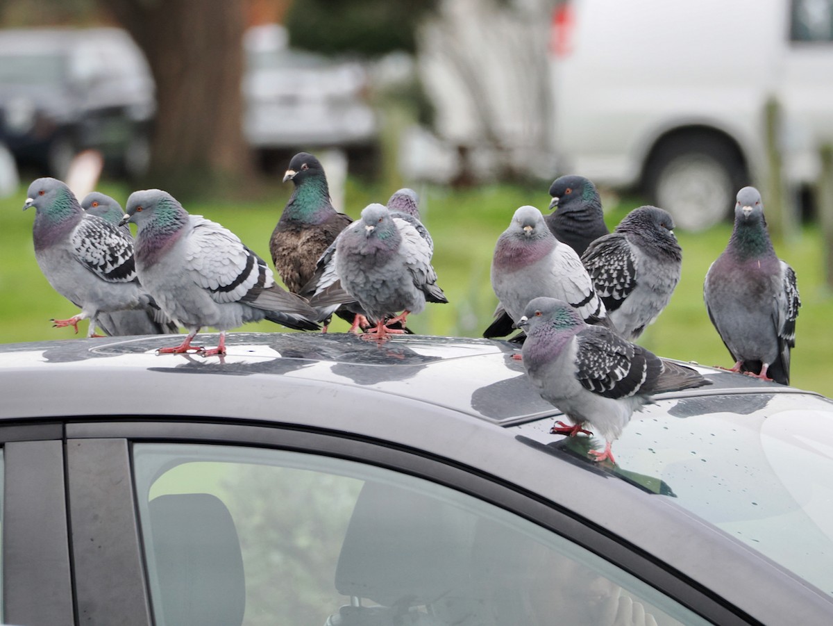 holub skalní (domácí) - ML646770210