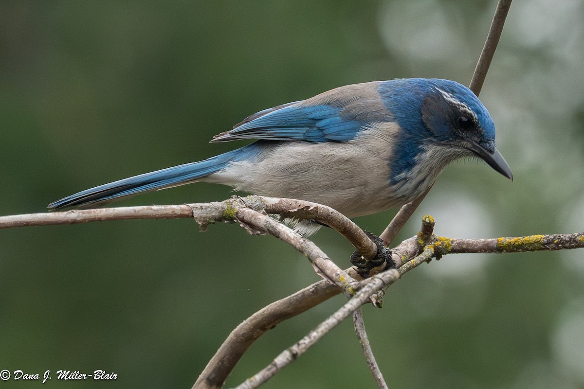 sojka západní - ML646770211