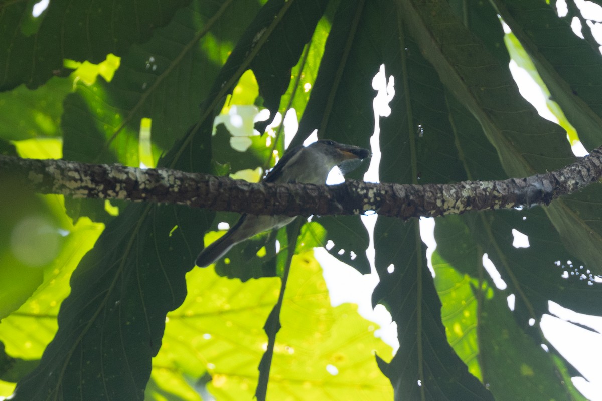 tyranovec východní - ML646770212