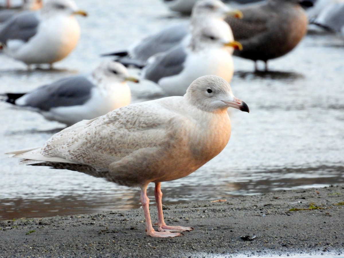 racek šedý - ML646770213