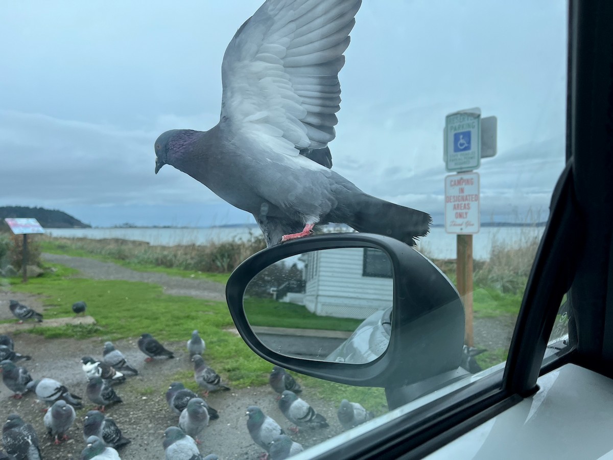 holub skalní (domácí) - ML646770214