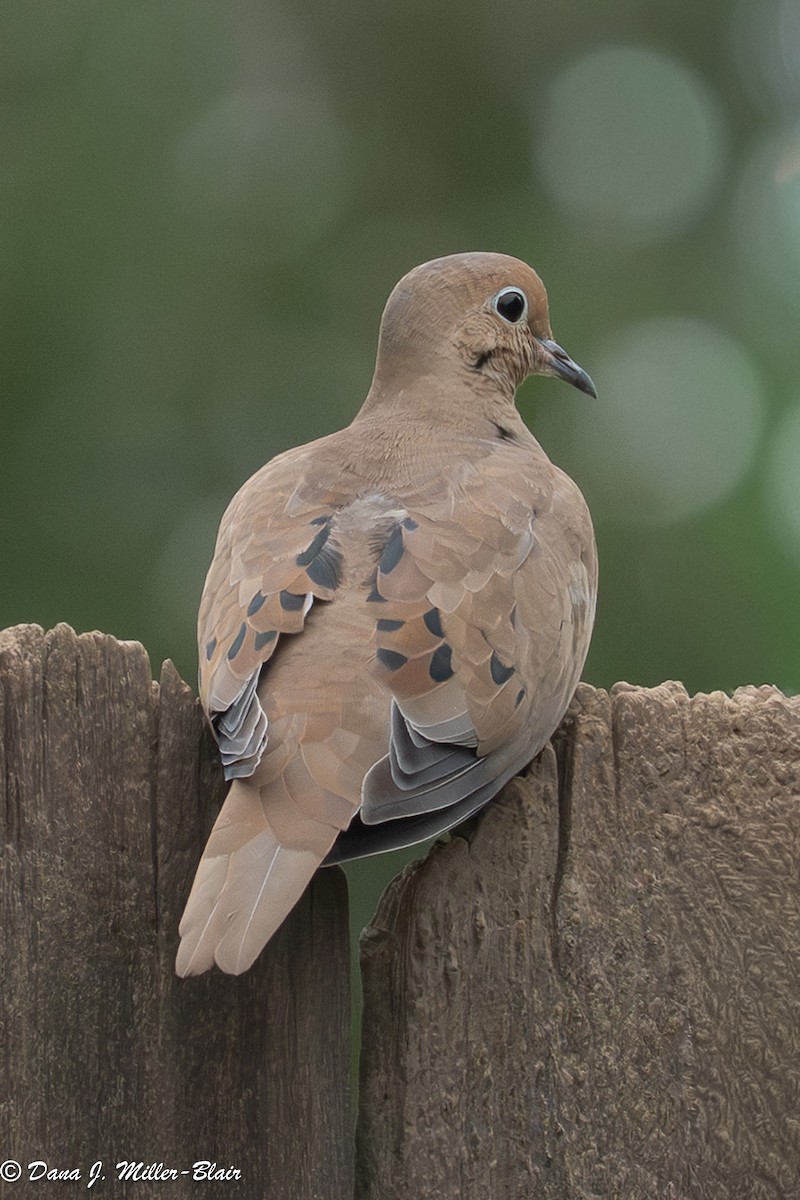 hrdlička karolínská - ML646770215