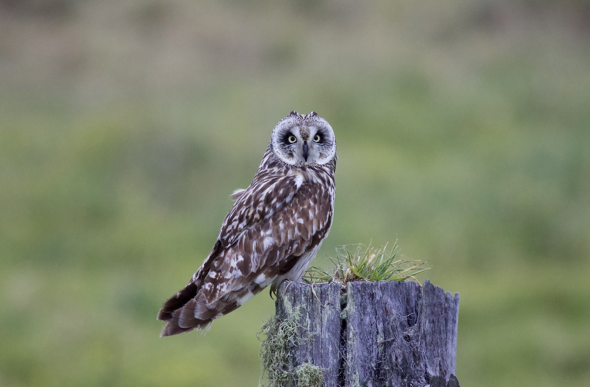 kalous pustovka (ssp. sandwichensis) - ML646770216