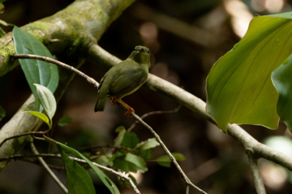 White-bearded Manakin - ML646770217