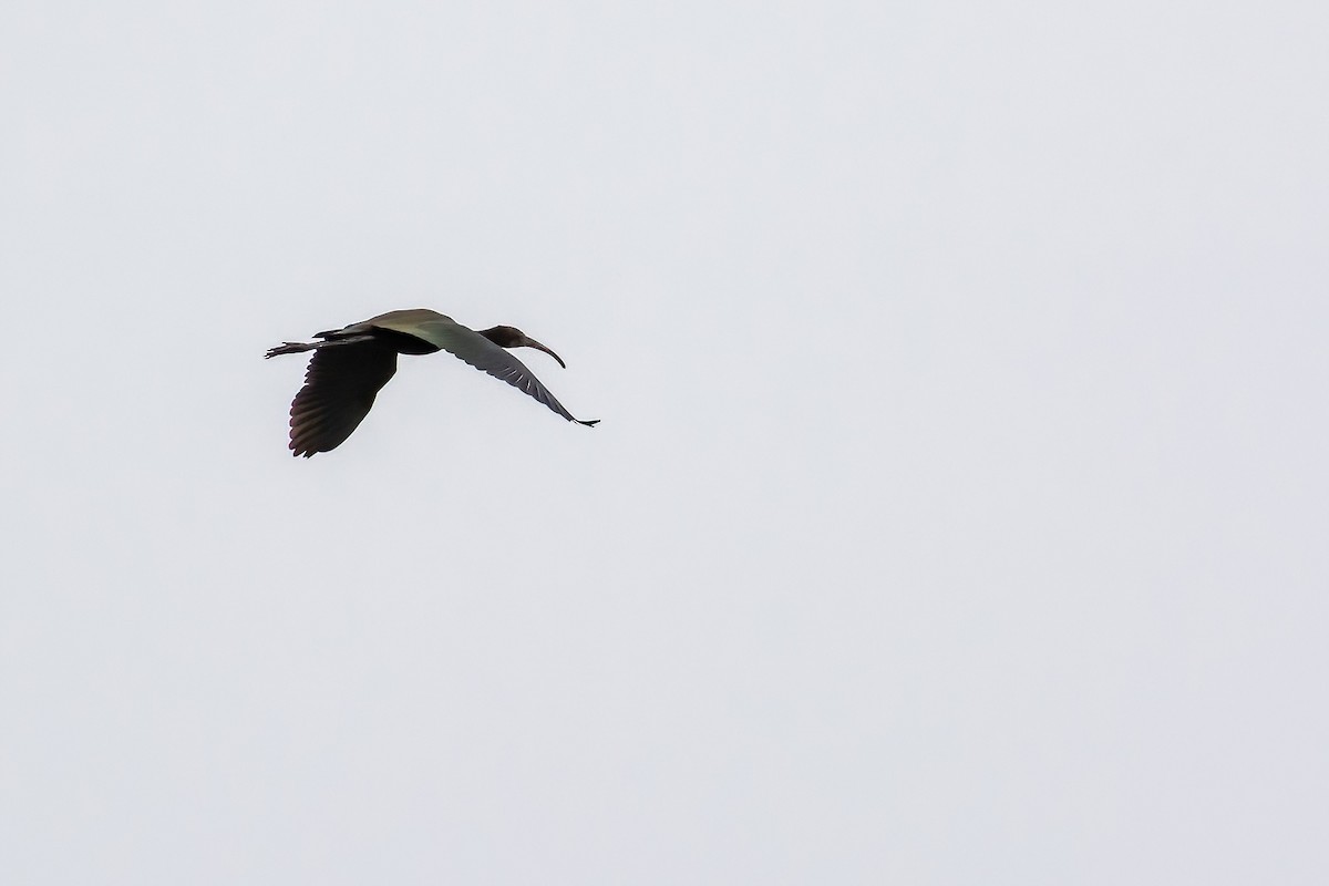 ibis hnědý - ML646770218