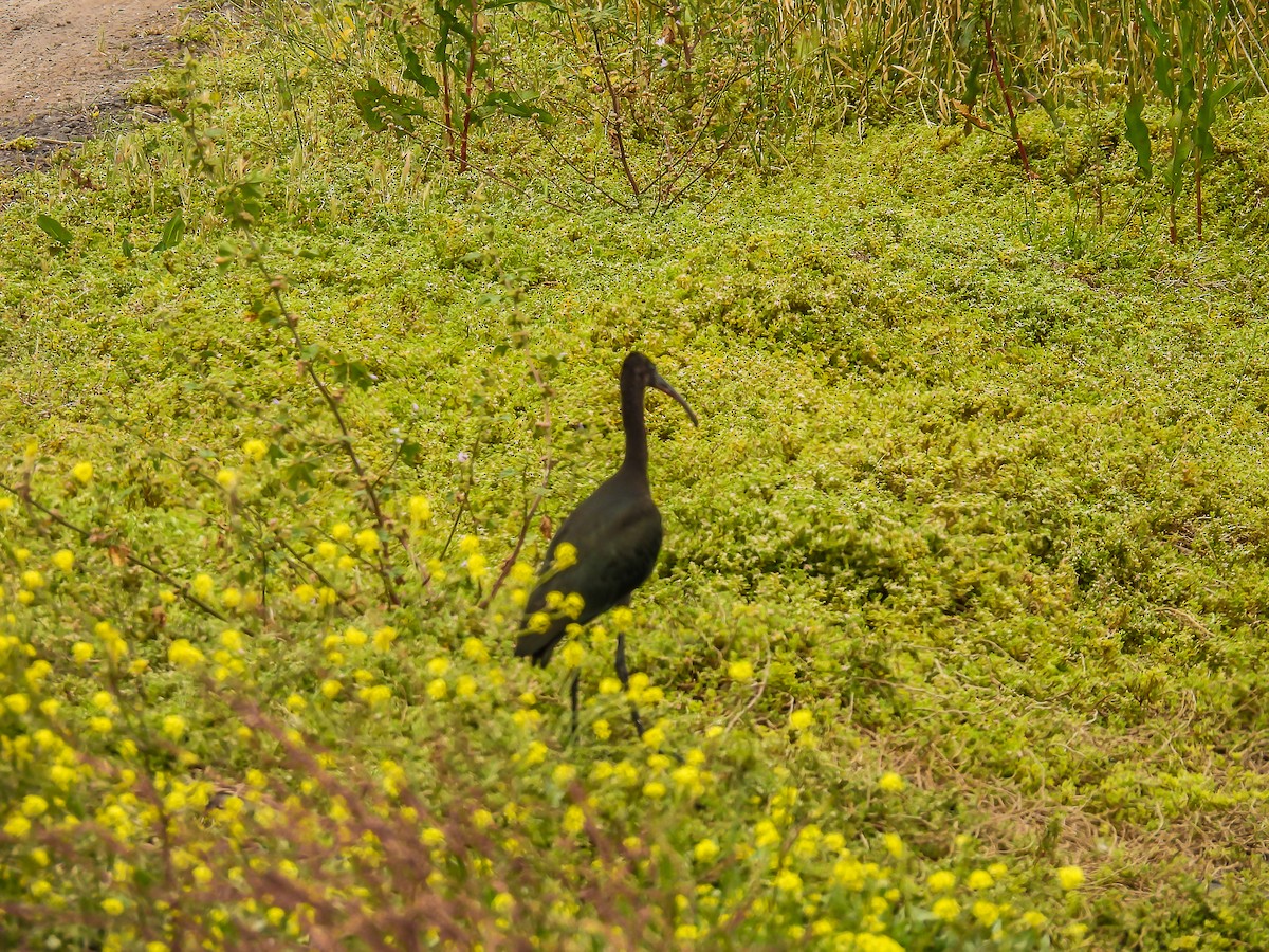 ibis hnědý - ML646770222