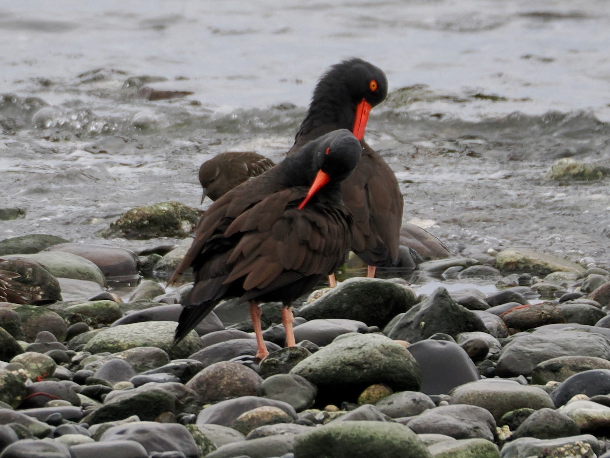 ústřičník západní - ML646770223