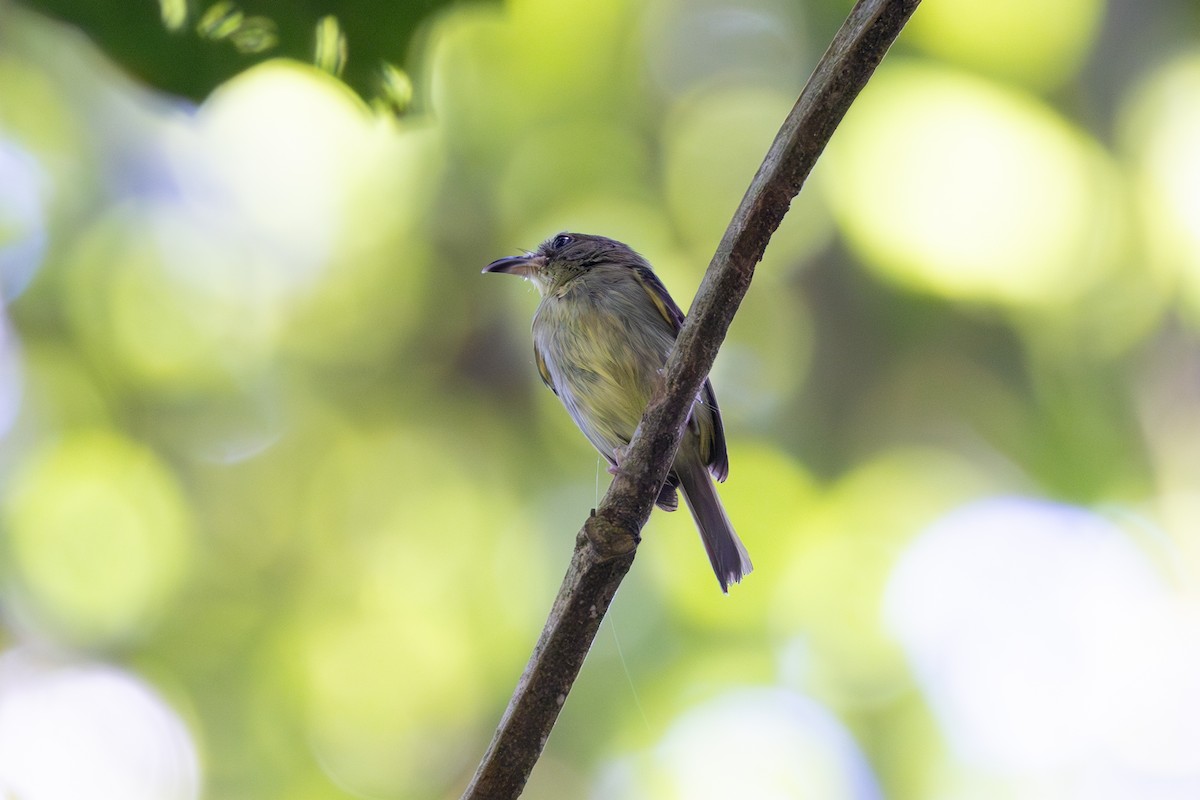 Southern Bentbill - ML646770224