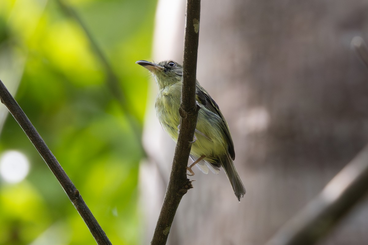 Southern Bentbill - ML646770225