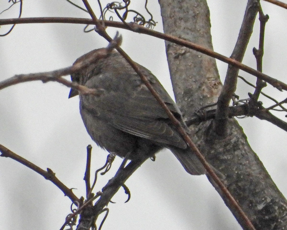 brunhodetrupial - ML646770226