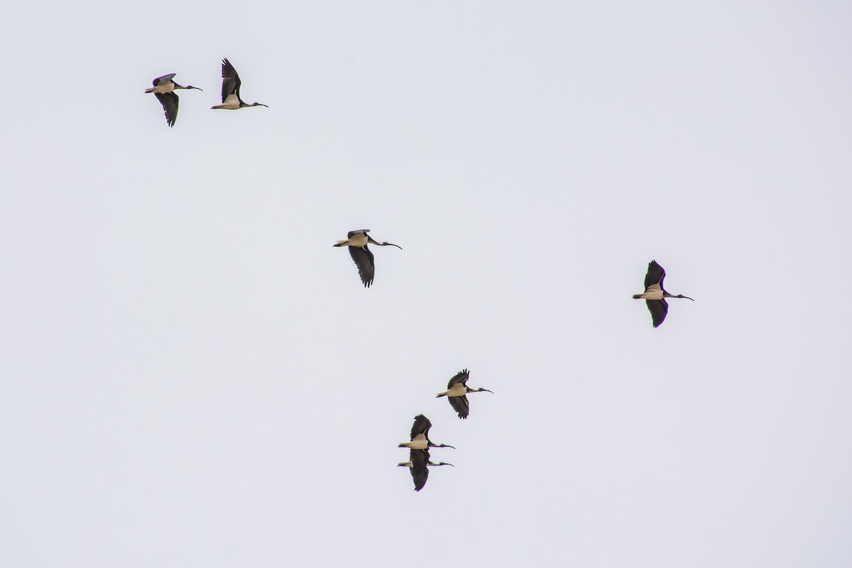 ibis slámokrký - ML646770227