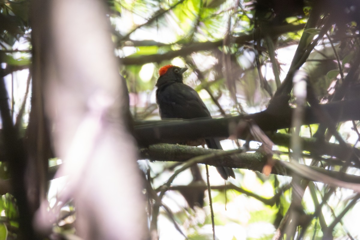 Sooty Ant-Tanager - ML646770228