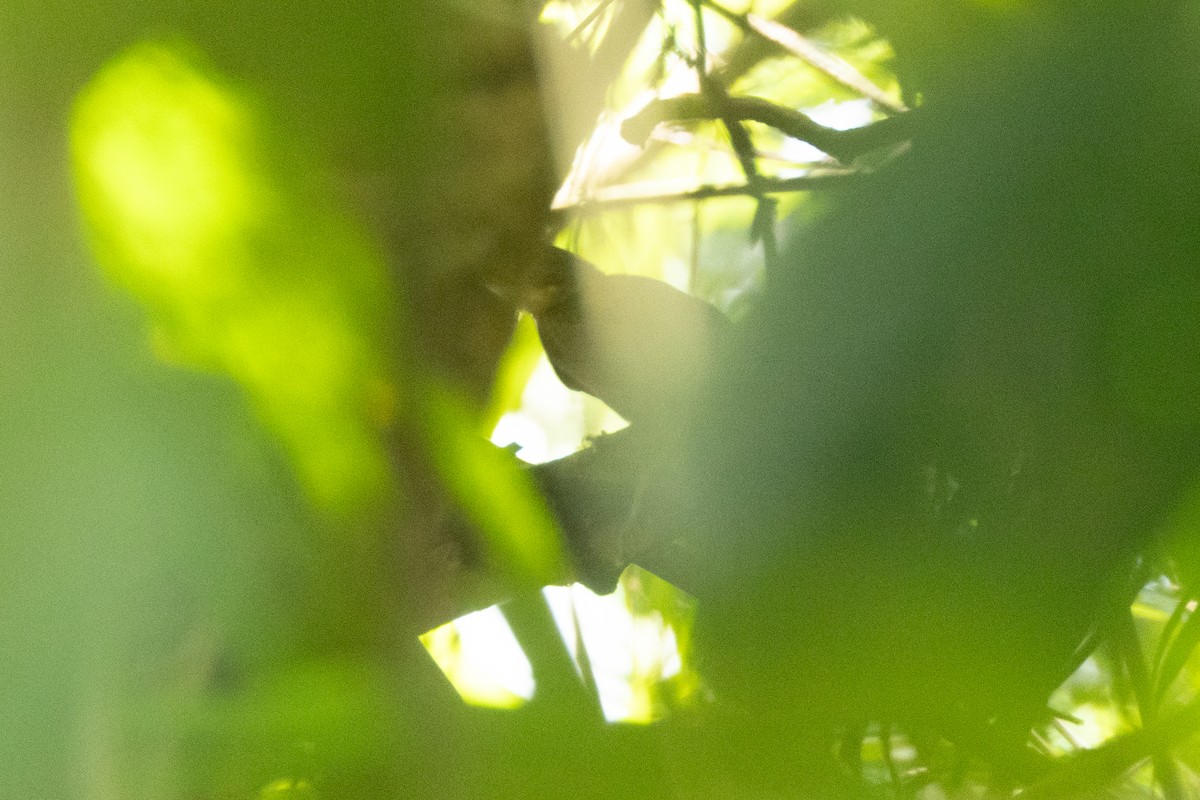 Sooty Ant-Tanager - ML646770229