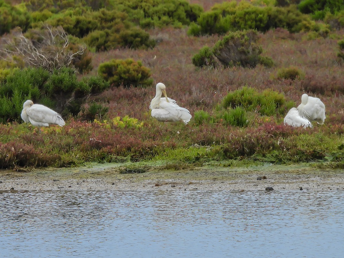 kolpík žlutozobý - ML646770230