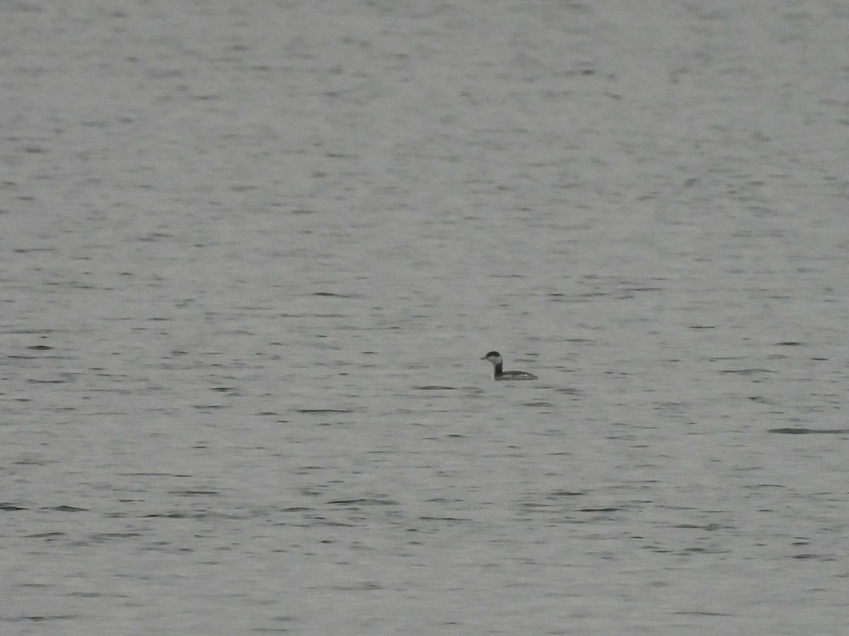 potápka žlutorohá - ML646770231