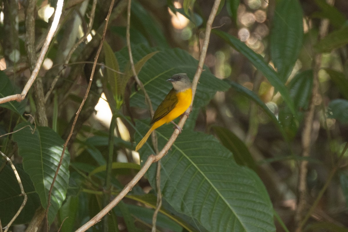 Gray-headed Tanager - ML646770235