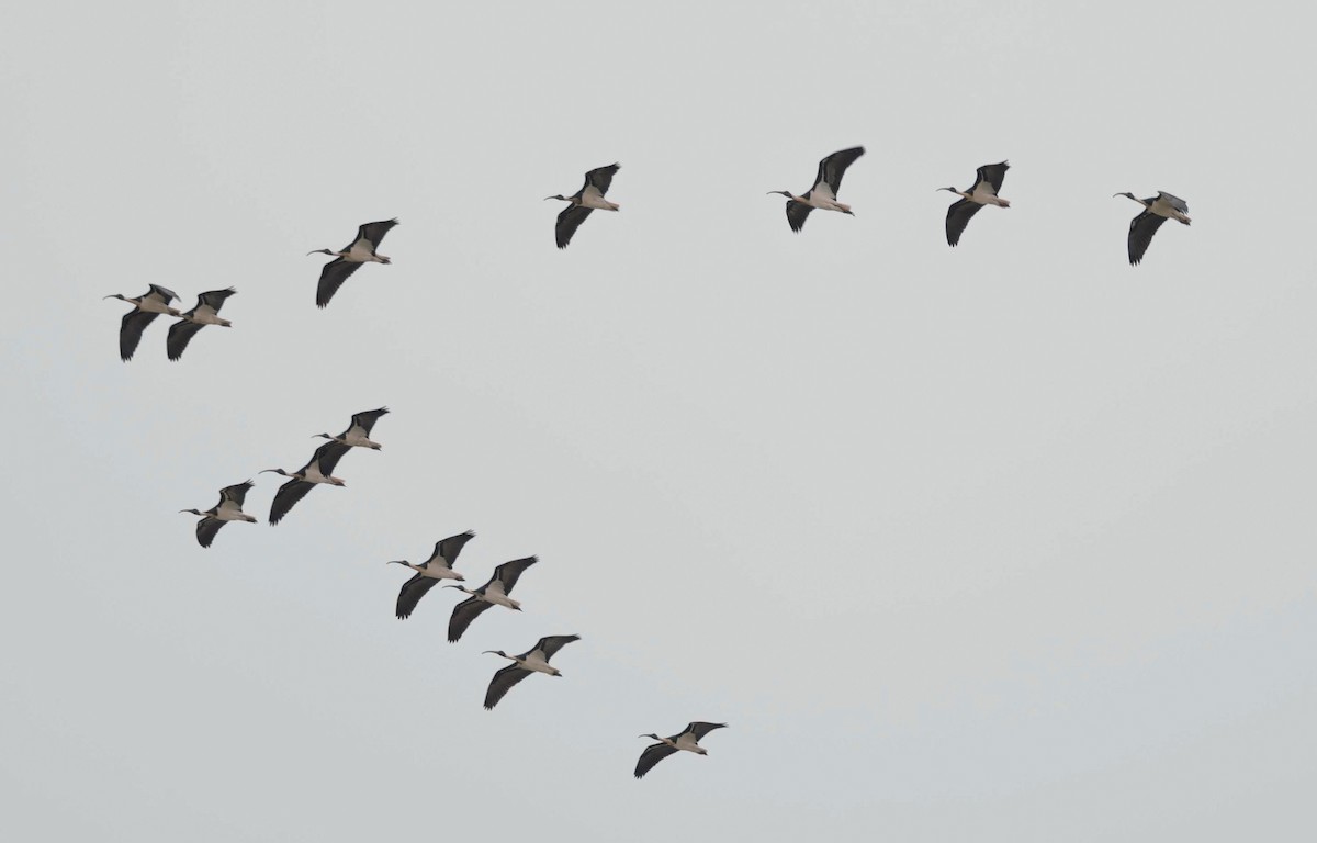 ibis australský - ML646770236