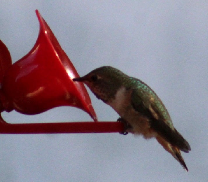 kalypta Allenova - ML646770237