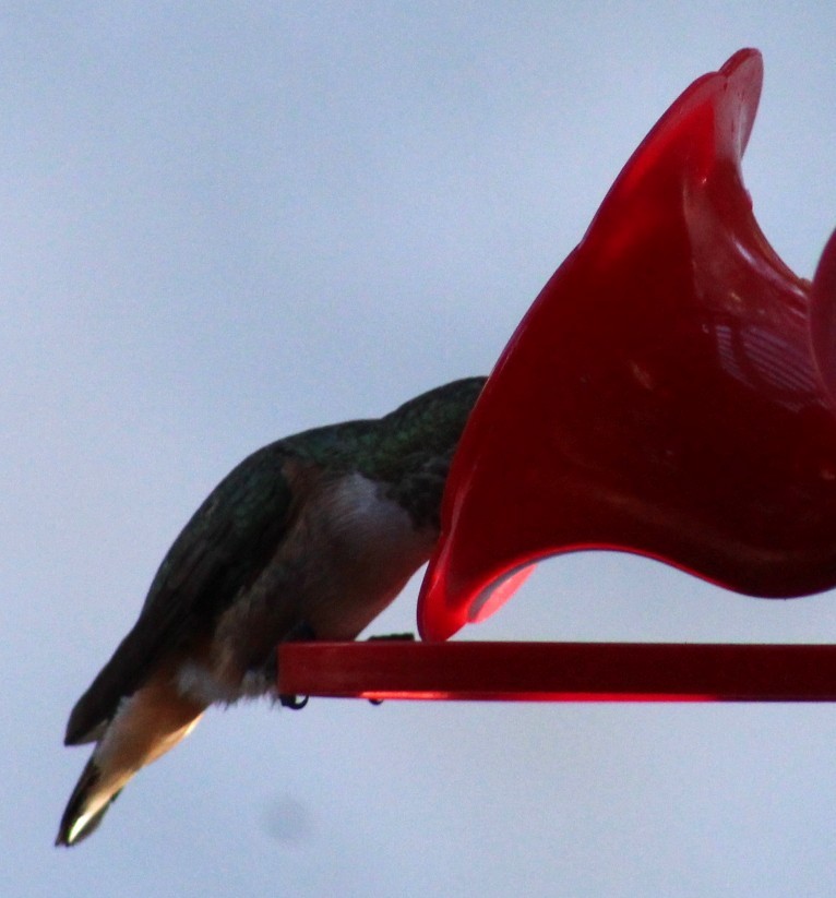 kalypta Allenova - ML646770238