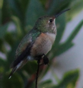 kalypta Allenova - ML646770239