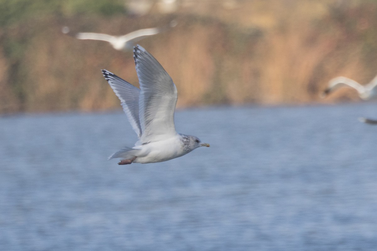 racek polární - ML646770242