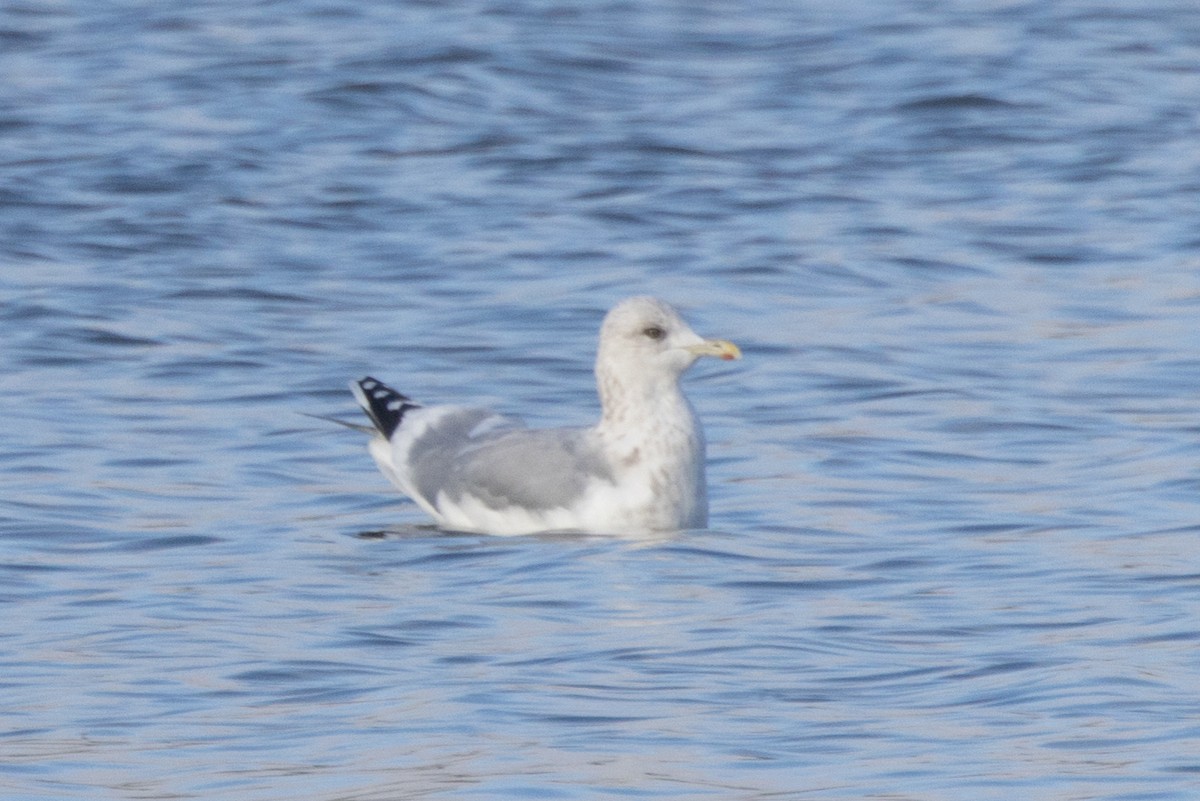 アイスランドカモメ - ML646770245