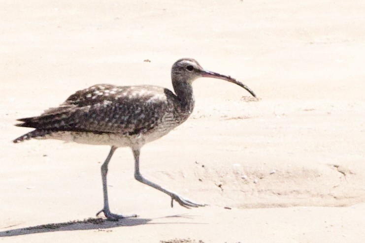 Uzakdoğulu Kervançulluğu - ML646770247