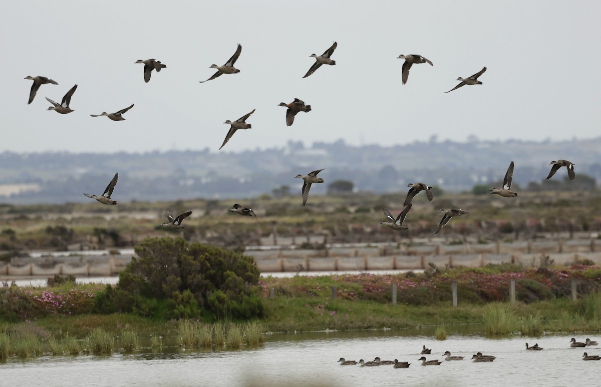Chestnut Teal - ML646770248