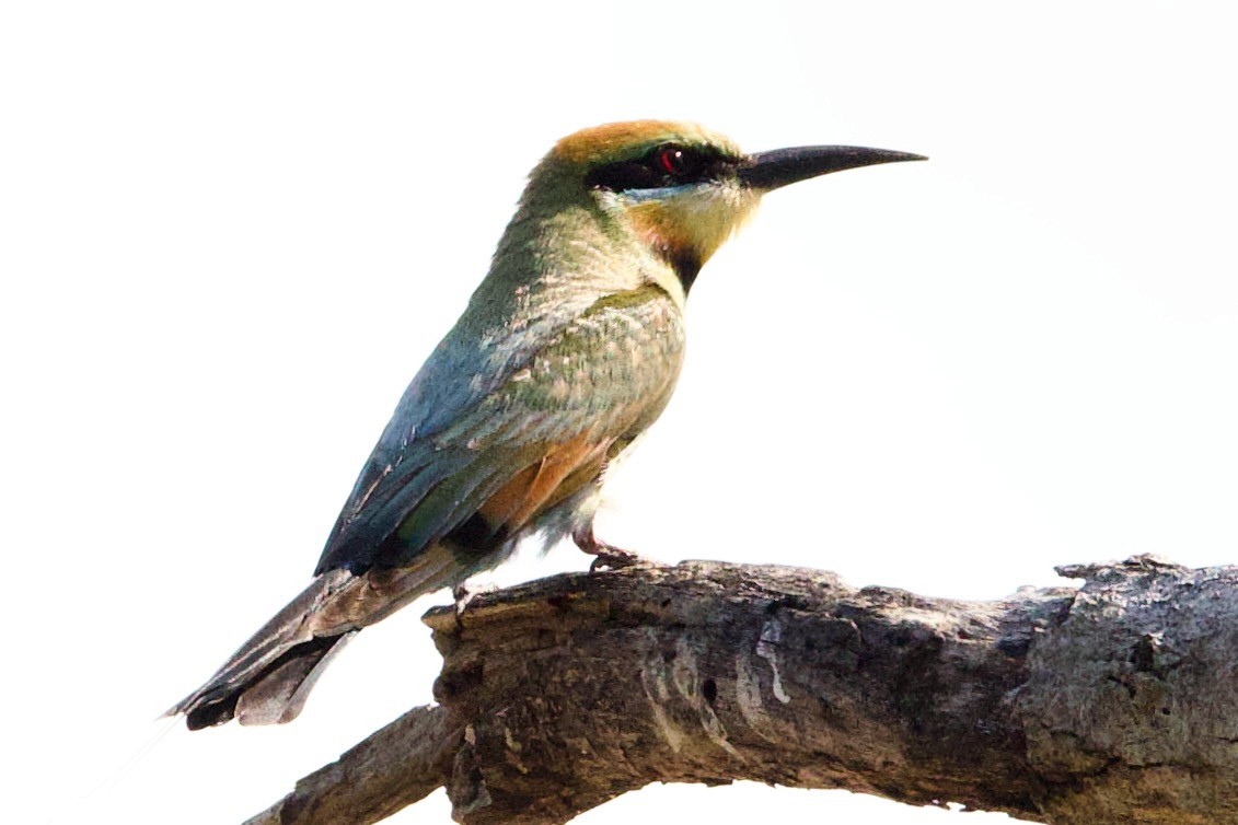 Gökkuşağı Arıkuşu - ML646770252