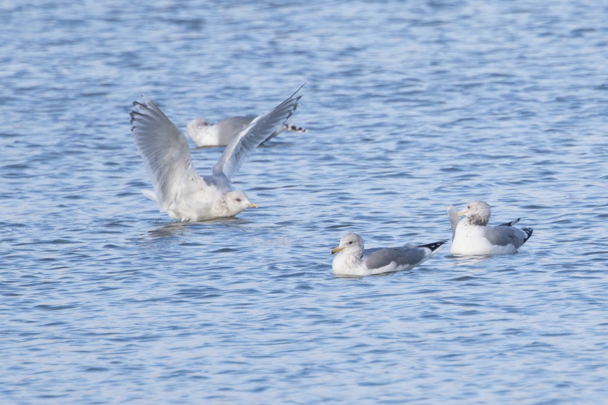 アイスランドカモメ - ML646770256