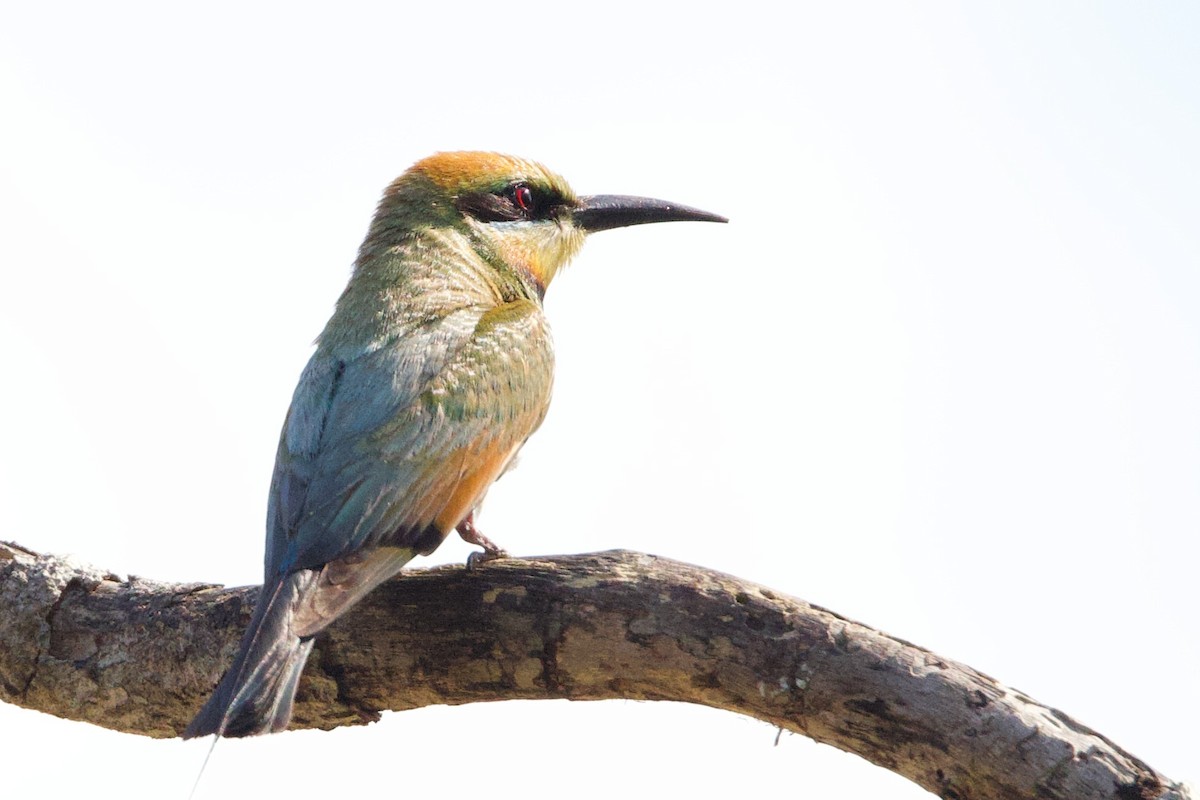 Gökkuşağı Arıkuşu - ML646770261