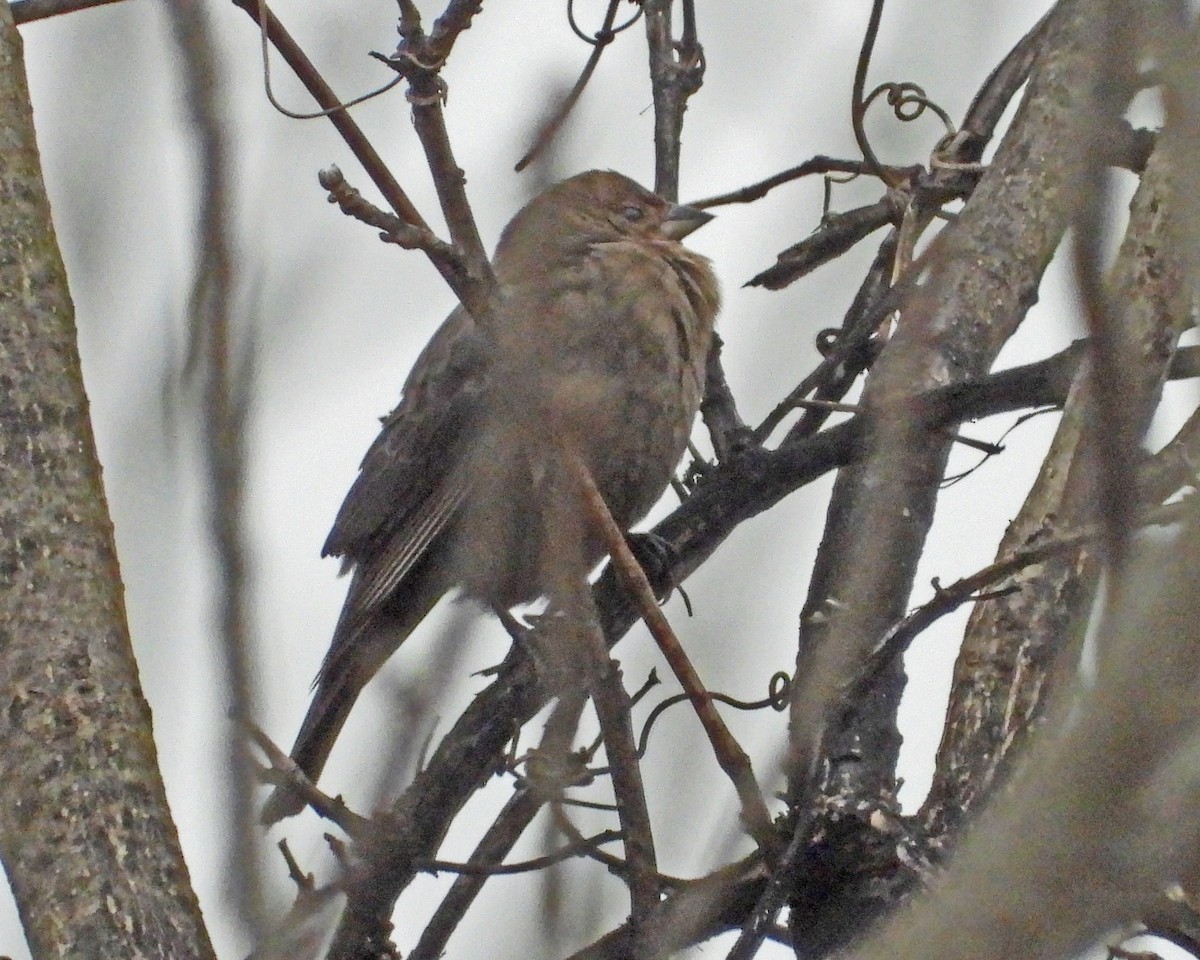 brunhodetrupial - ML646770263