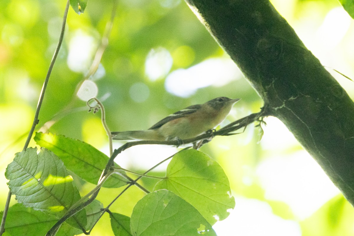 Пісняр-лісовик каштановий - ML646770264