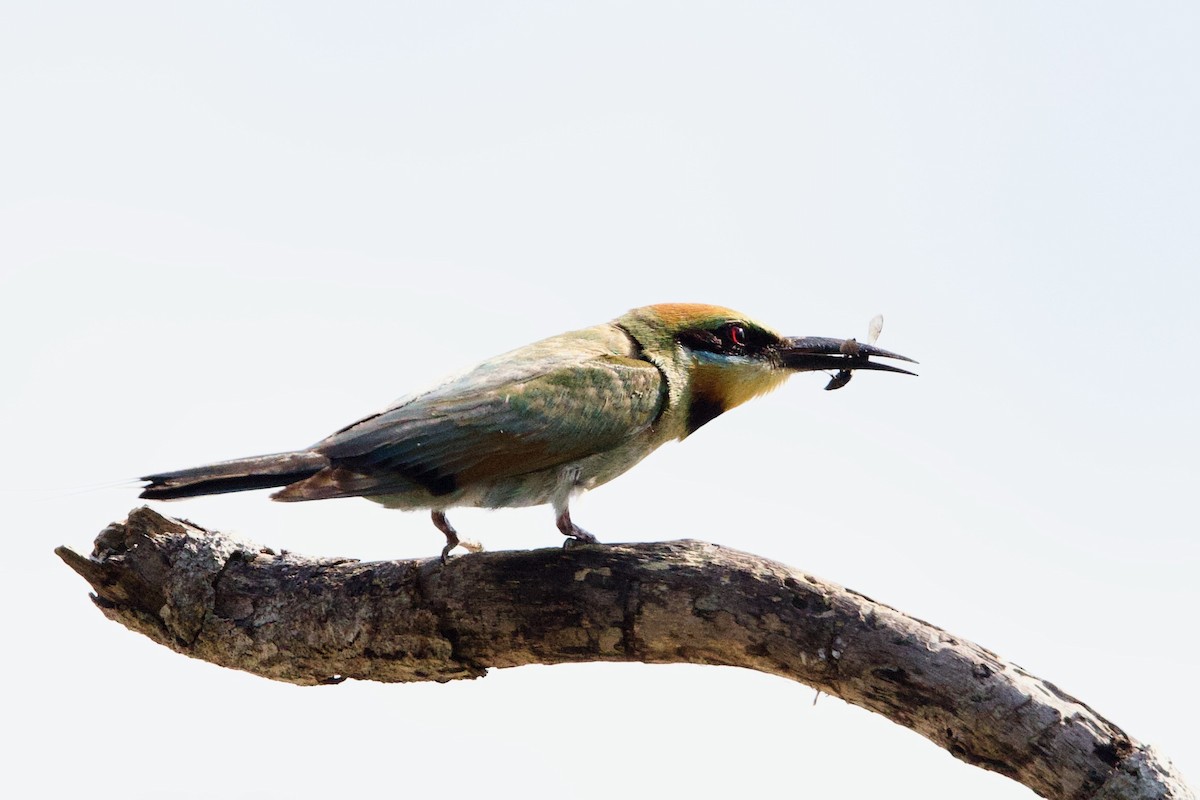 Gökkuşağı Arıkuşu - ML646770265