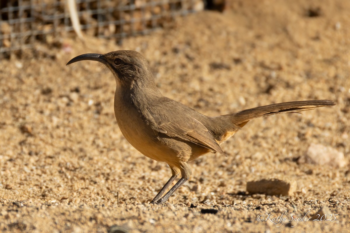 California Thrasher - ML646770270