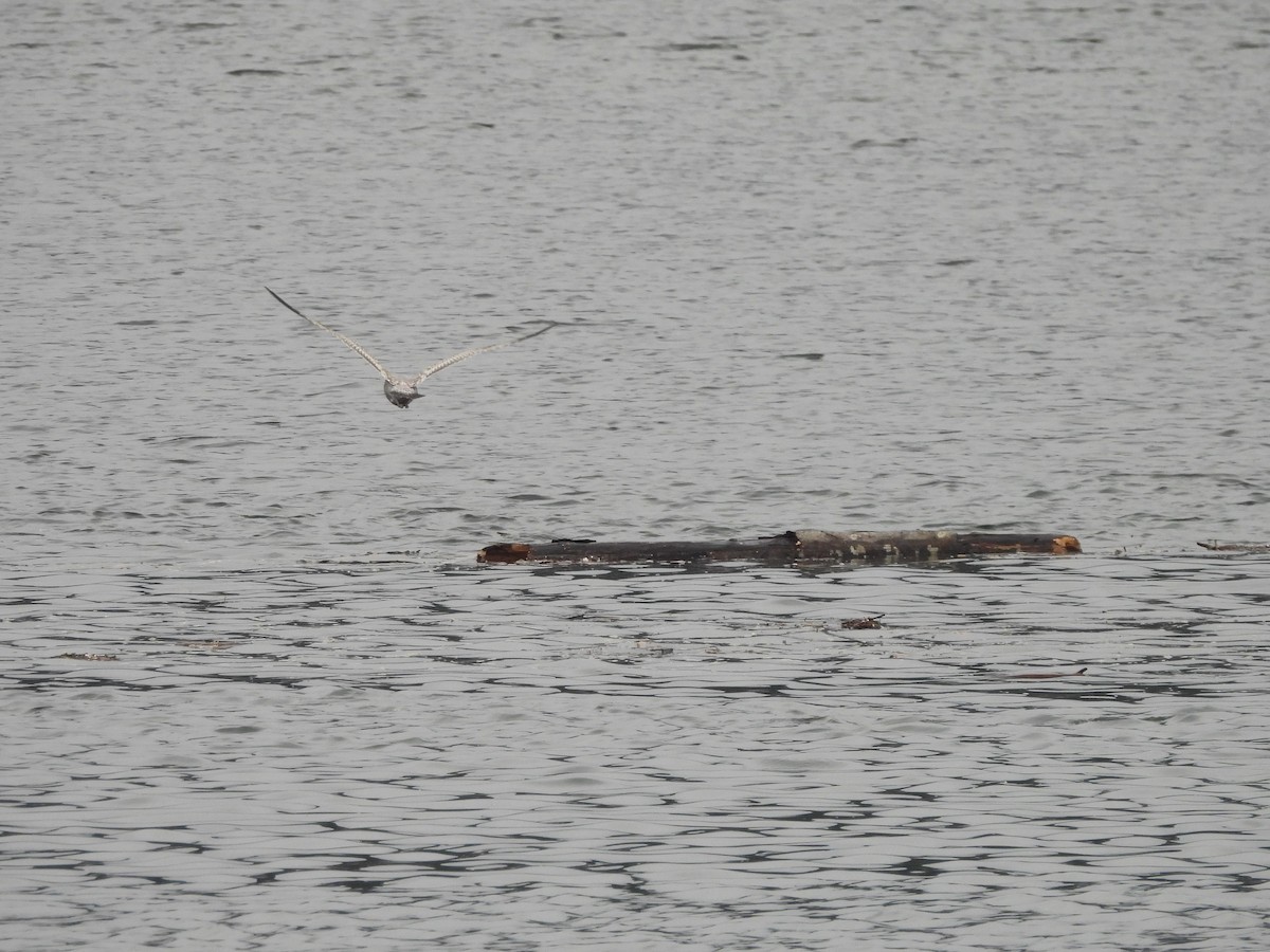 Short-billed Gull - ML646770271