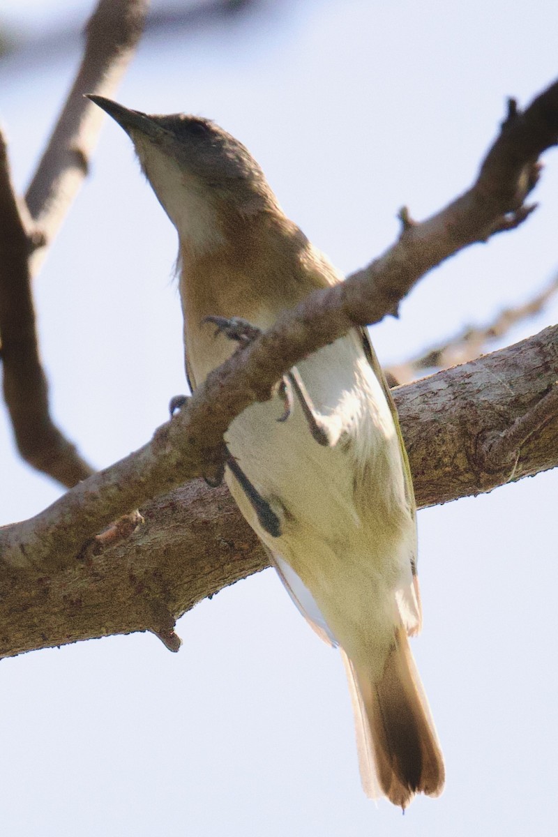 Kızıl Göğüslü Balkuşu - ML646770275