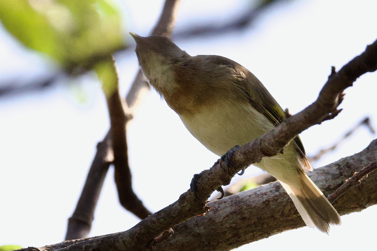 Kızıl Göğüslü Balkuşu - ML646770277